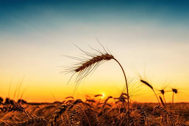 istock golden color ripe wheat on field in sunset 1161590898