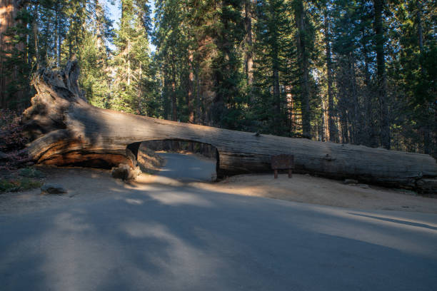 istock Sequoia tree tunnel in Sequoia national park, USA 1161591086