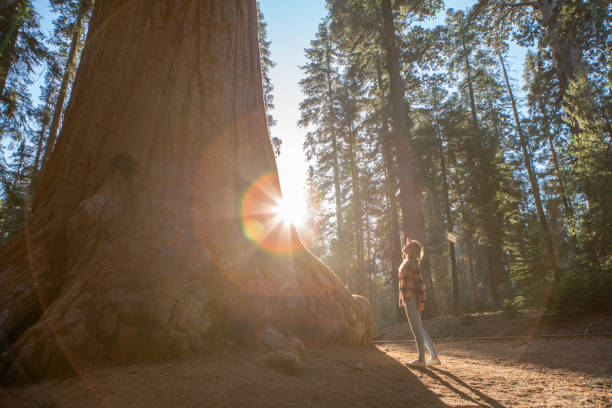 mulher nova que olha acima árvores gigantes do sequoia na floresta - sequoia national forest - fotografias e filmes do acervo