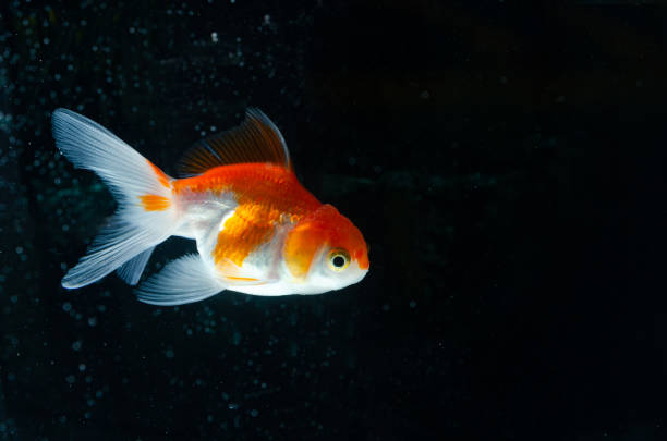 istock Goldfish nature beautiful fish against the dark background 1161592230