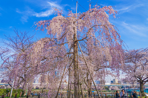 Weeping cherry tree of Sumida Park. Shooting Location: Tokyo's 23 wards