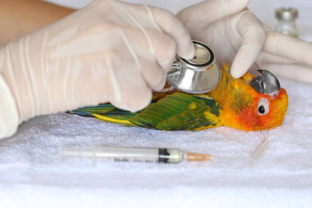 istock Veterinary woman hand holding stethoscope to checking sick parrot, Sun conure parakeet (Aratinga solstitialis) 1161592275
