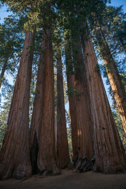istock Low angle view of giants sequoia trees 1161592412