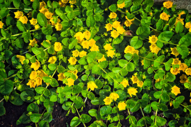 moneywort, lysimachia nummularia, goldilocks plants et fleurs jaunes se trouvent sur la pierre de sundstone dans le jardin. - lac jenny photos et images de collection