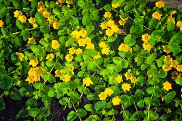 Photo of Moneywort, Lysimachia nummularia, Goldilocks plants and yellow flowers lie on sundstone in the garden.