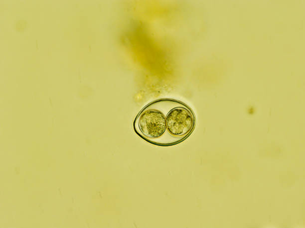 istock Isospora spp. oocyst from cat feces under the microscope 1161593656