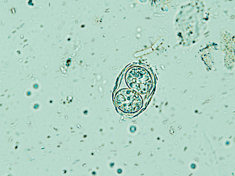 Toxoplasma gondii oocyst under the microscope, isolated