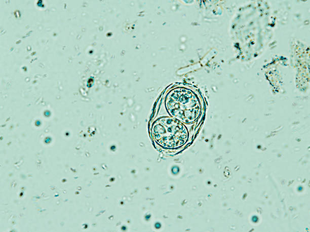 Toxoplasma gondii oocyst under the microscope, isolated Toxoplasma gondii oocyst under the microscope, isolated animal zygote stock pictures, royalty-free photos & images