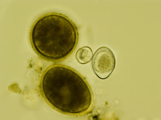 Two eggs of Toxocara cati and two oocysts of Isospora felis under the microscope Two eggs of Toxocara cati and two oocysts of Isospora felis under the microscope animal zygote stock pictures, royalty-free photos & images