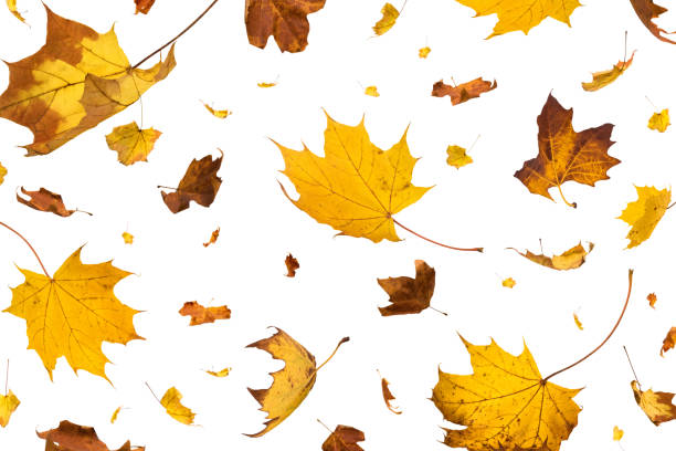 istock Autumn Leaves On White Background 1161594686
