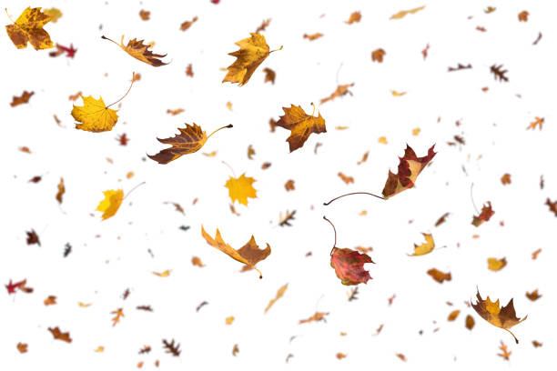 caída de hojas de otoño sobre fondo blanco - autumn leaf falling wind fotografías e imágenes de stock
