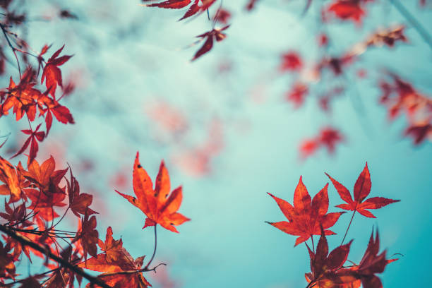 красное осеннее дерево - autumn leaf maple tree red стоковые фото и изображения