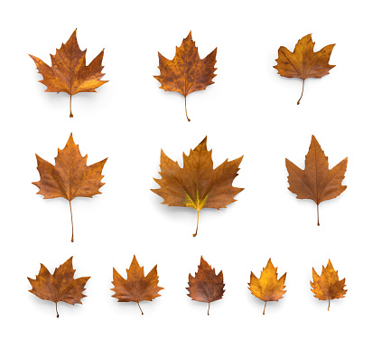 Different autumn colored maple leaves with shadows isolated on white background.