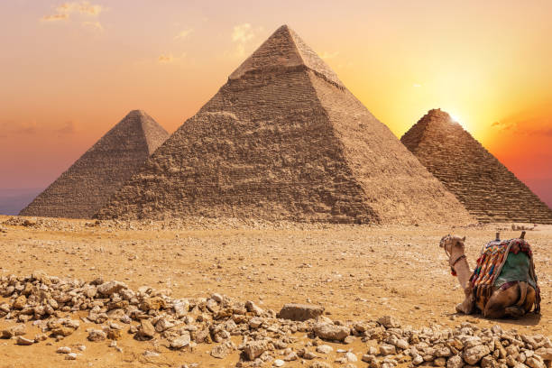istock Three main Pyramids of Giza and a camel at sunset, Egypt 1161595199