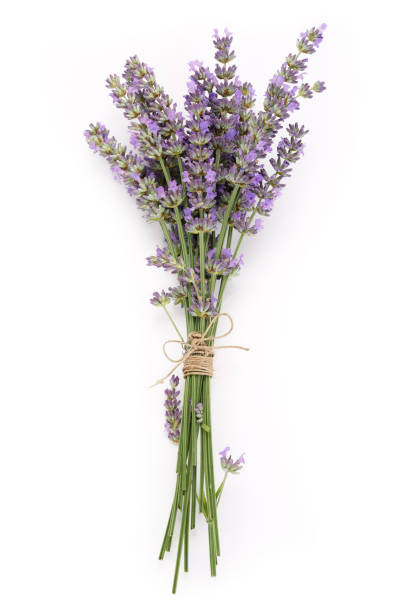 flores de lavanda lila de ramo aisladas sobre fondo blanco - lavender lavender coloured bouquet flower fotografías e imágenes de stock