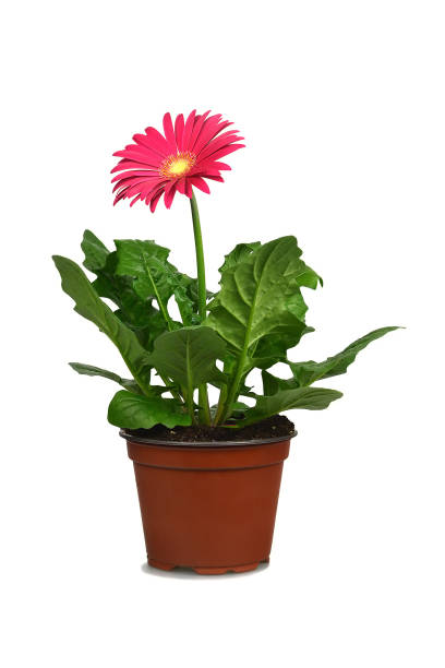 istock Gerbera in flowerpot isolated on white background 1161596260