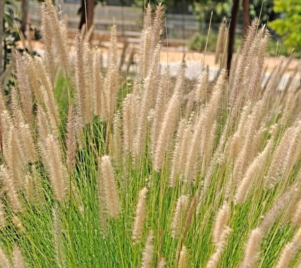 istock Ornamental grass miscantuthus with a fluffy delicate light look, often used for landscaping city parks and squares 1161596282