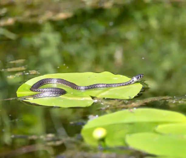 Ringelnatter, Ring Snake, Natrix Natrix resting on a water lily leaf in a pond. Nikon D850. Converted from RAW.