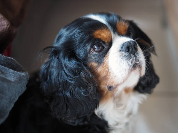 istock Profile of a king charles rider 1161600196
