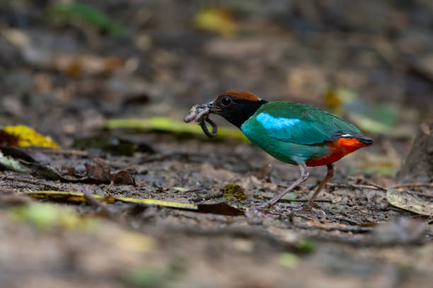 istock Green pitta bird,migratory bird. 1161600502