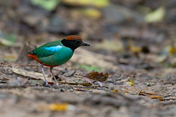 istock Green pitta bird,migratory bird. 1161600503