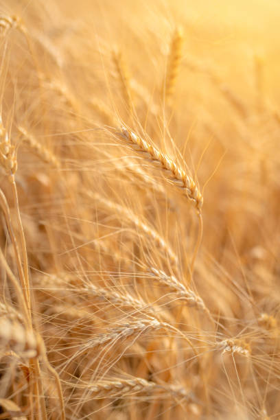 istock Spikelets of wheat 1161601494