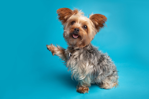 A Yorkshire Terrier begging on a blue background.