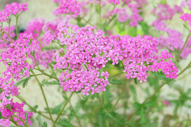 Bright pink decorative yarrow Bright pink decorative yarrow (Achillea millefolium) on a flower bed in the garden in summer. Verbena Hybrida: Facts, Growth, Maintenance, And Uses stock pictures, royalty-free photos & images