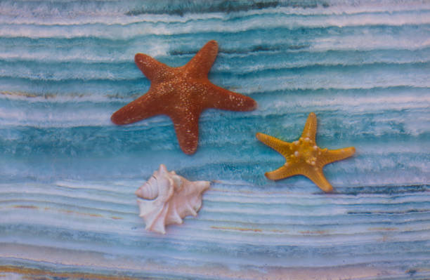 istock colorful underwater turquoise seabed with seashells, water background 1161603736