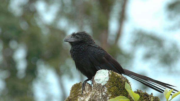 Groove-billed Ani Close-up of a Groove-billed Ani.  A common and widespread bird in Costa Rica common cuckoo stock pictures, royalty-free photos & images