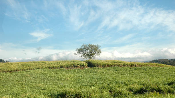 istock Costa Rica - Landscape 1161604113