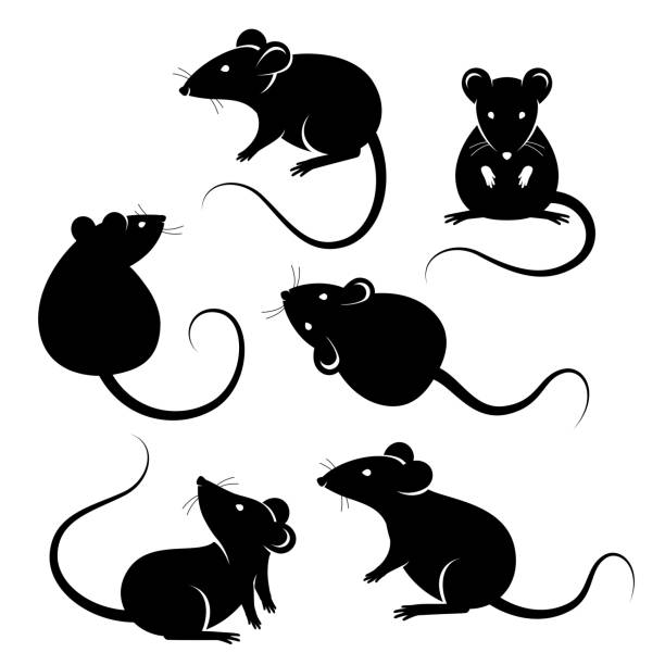 illustrazioni stock, clip art, cartoni animati e icone di tendenza di set di ratti sagome nere - ratto