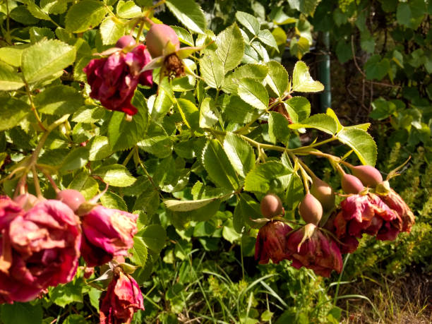 istock The plant is wild rose 1161605122