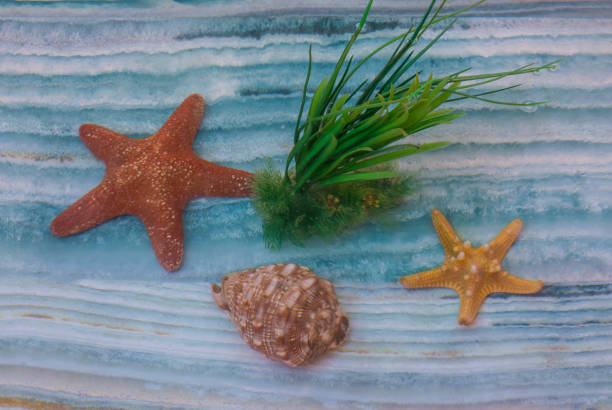 istock colorful underwater turquoise seabed with seashells, water background 1161605176