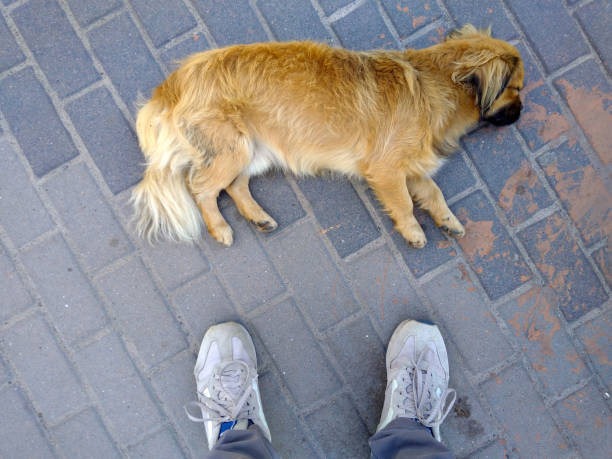istock Feet on the tile near the dog. 1161605464