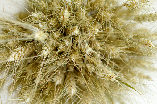 Ears of wheat in a bundle, top view