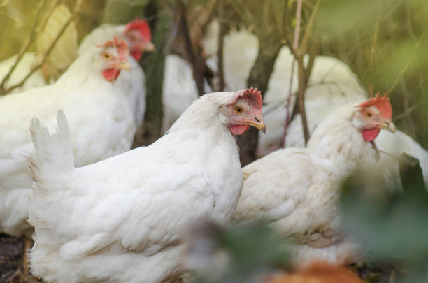 istock Chicken in a natural environment. Free range chicken 1161606481