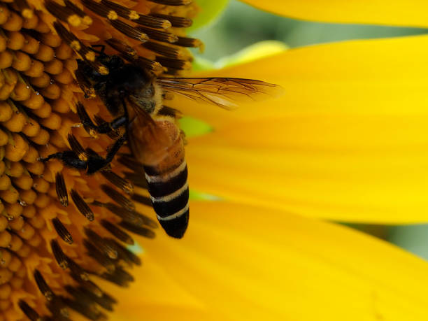 istock sunflower closeup with honey bee 1161608098