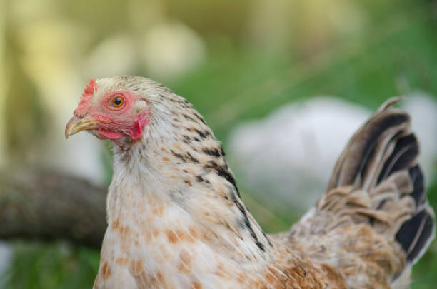 Chicken in bio farm. Free range chicken. Hen on the green grass