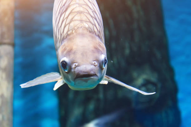 istock Large fish in a marine aquarium close-up view. 1161609068