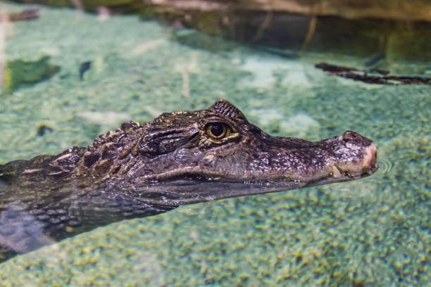 istock Head of a crocodile in clear water, close-up view. 1161609092