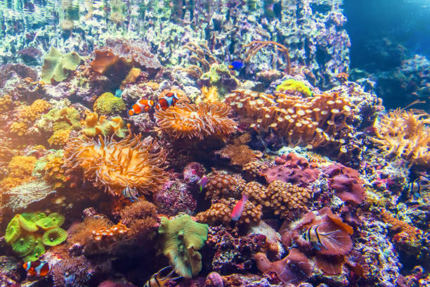 istock Various corals and others in the aquarium general view. 1161609099