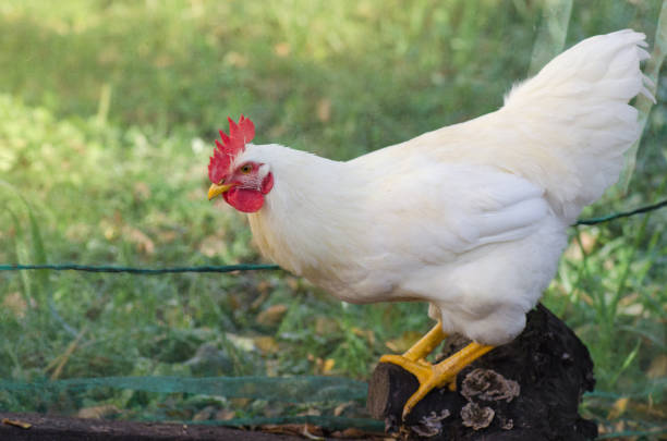 Chicken in bio farm. Hen in farm. Hen on field freely grazing on a meadow