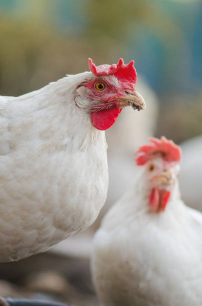 istock White hen outdoor on a sunny summer day 1161609349