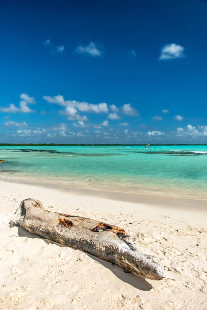 istock Log on a Caribbean Beach - Lac Bay, Bonaire 1161609861
