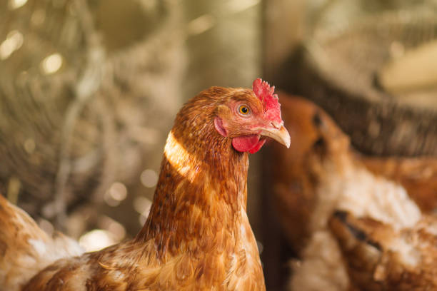 istock Close up   chickens at the domestic range 1161612448