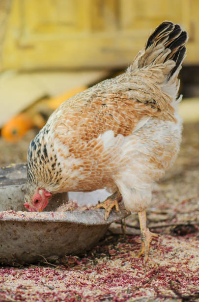 istock White chickens eating food in farm 1161612676