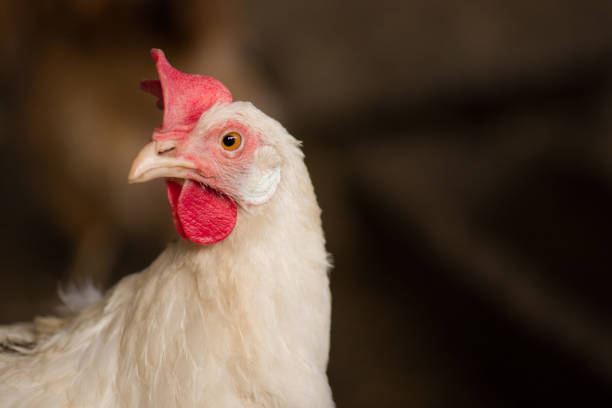 バイオチキンクローズアップ - chicken bird close up domestic animals ストックフォトと画像