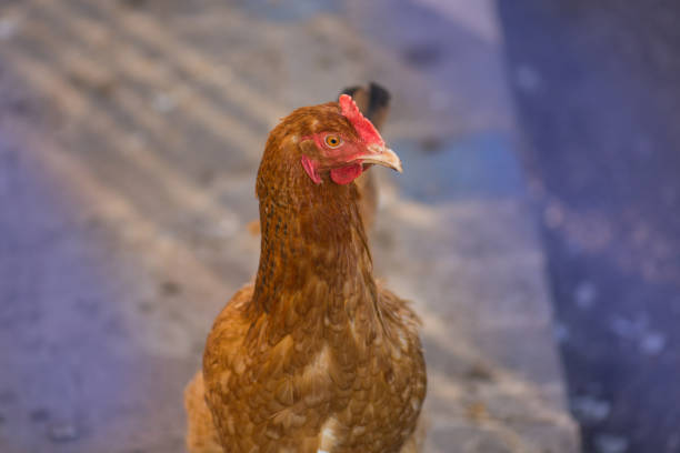 istock Chicken in a coop.  Chickens at  henhouse 1161613658