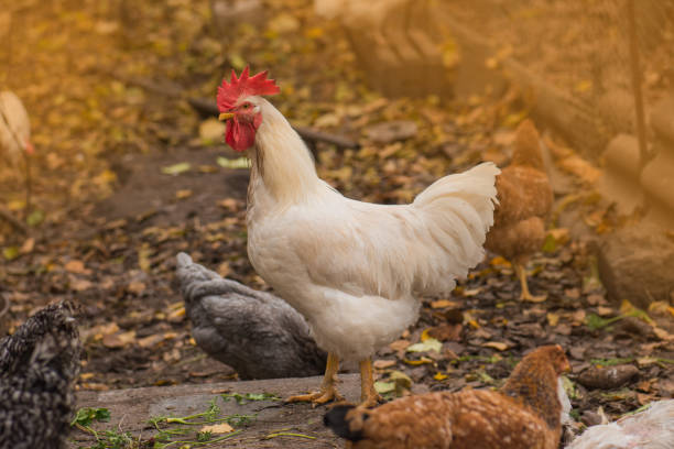 Rooster and a hens are walking outside. Free range chickens in the back yard on a yellow grass.  Chickens  in colorful autumn background. Autumn landscape with chickens